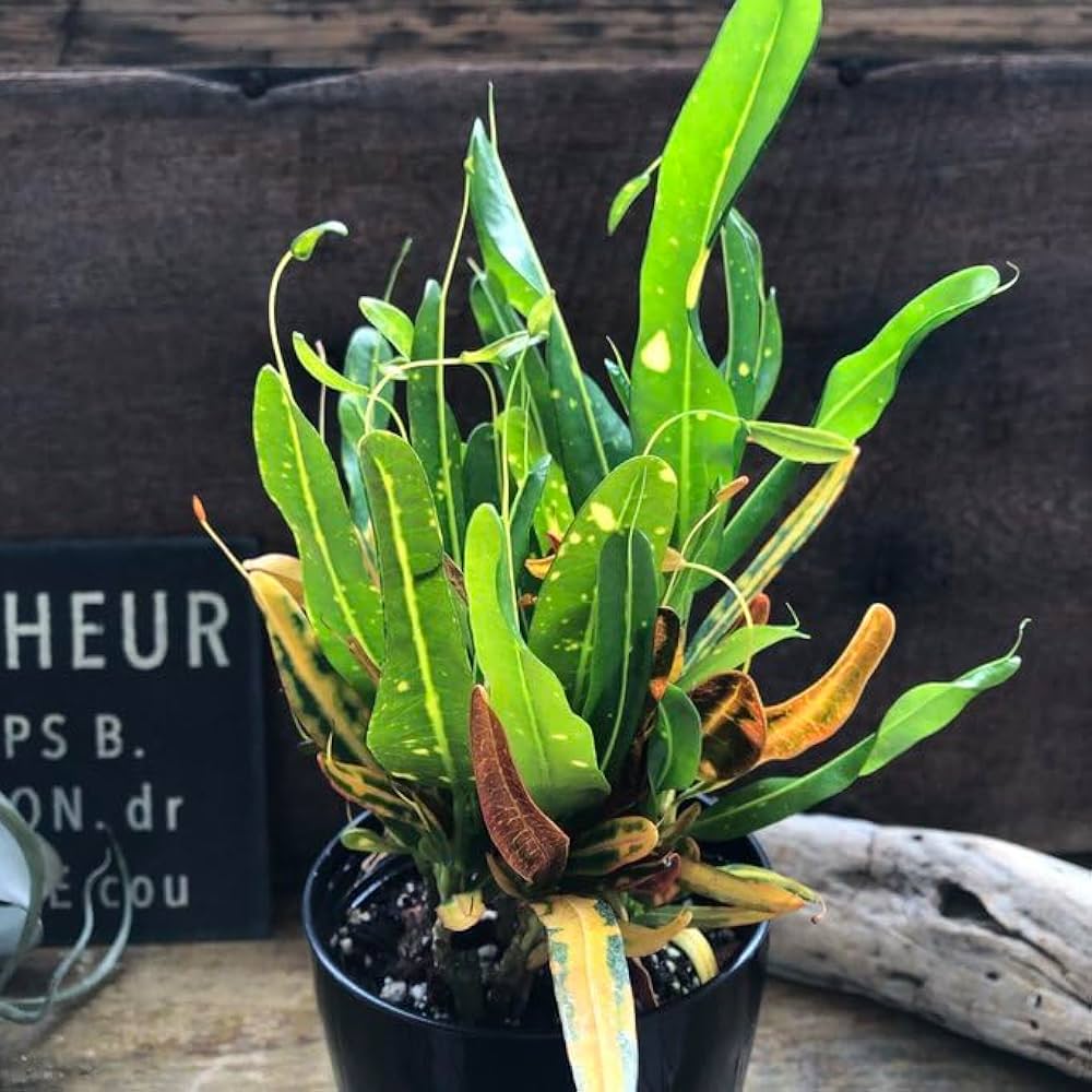 【大型♥3株】クロトン トビハ 飛び葉 大型♥3株】クロトン トビハ 飛び葉